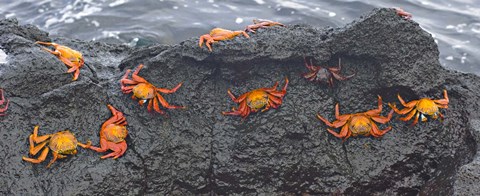 Framed High angle view of Sally Lightfoot crabs (Grapsus grapsus) on a rock, Galapagos Islands, Ecuador Print