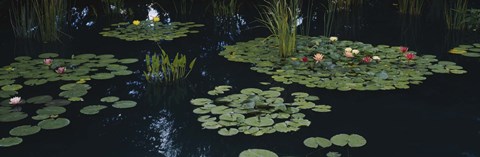 Framed Water lilies in a pond, Denver Botanic Gardens, Denver, Colorado, USA Print