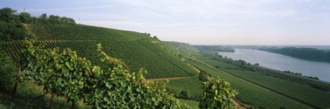 Framed Vineyards along a river, Niersteiner Hang, Rhine River, Nackenheim, Mainz-Bingen, Rhineland-Palatinate, Rheinhessen, Germany Print