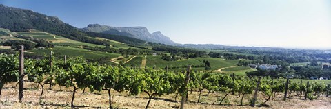 Framed Vineyard with Constantiaberg Range and Table Mountain, Constantia, Cape Town, Western Cape Province, South Africa Print