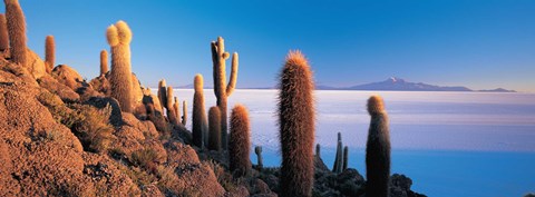 Framed Cactus on a hill, Salar De Uyuni, Potosi, Bolivia Print