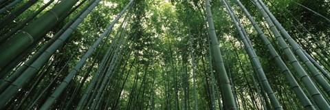 Framed Low angle view of bamboo trees, Arashiyama, Kyoto Prefecture, Kinki Region, Honshu, Japan Print