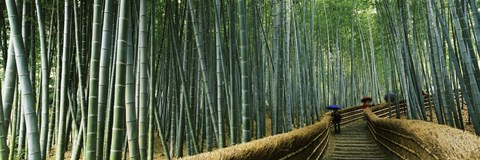 Framed Stepped walkway passing through a bamboo forest, Arashiyama, Kyoto Prefecture, Kinki Region, Honshu, Japan Print