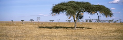 Framed Acacia trees with weaver bird nests, Antelope and Zebras, Serengeti National Park, Tanzania Print