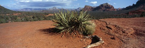 Framed Yucca plant growing in a rocky field, Sedona, Coconino County, Arizona, USA Print