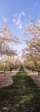 Framed Almond trees in an orchard, Central Valley, California, USA Print