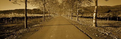 Framed Trees along a road, Beaulieu Vineyard, Rutherford, Napa Valley, Napa, Napa County, California, USA Print