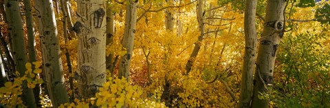 Framed Aspen trees in a forest, Californian Sierra Nevada, California, USA Print