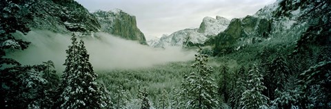 Framed Trees in a forest, Yosemite National Park, Mariposa County, California, USA Print