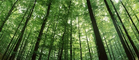 Framed Low angle view of beech trees, Baden-Wurttemberg, Germany Print