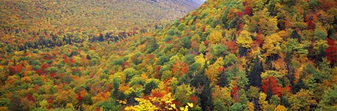 Framed Mountain forest in autumn, Nova Scotia, Canada Print