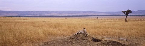 Framed Cheetah (Acinonyx jubatus) sitting on a mound looking back, Masai Mara National Reserve, Kenya Print