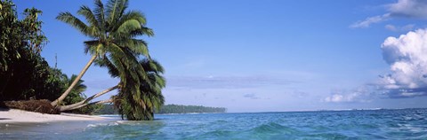 Framed Palm trees on the beach, Indonesia Print