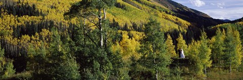 Framed Newlywed couple in a forest, Aspen, Pitkin County, Colorado, USA Print