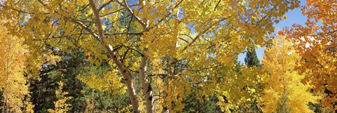 Framed Aspen trees with foliage in autumn, Colorado, USA Print