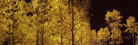 Framed Aspen trees in autumn with night sky, Colorado, USA Print