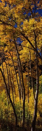 Framed Tall Aspen trees in autumn, Colorado, USA Print