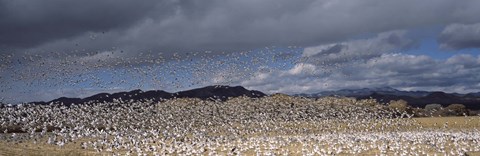 Framed Flock of Snow Geese Flying Under a Cloudy Sky, Bosque del Apache National Wildlife Reserve, New Mexico Print