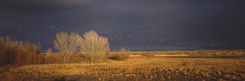 Framed Flock of Snow, Bosque del Apache National Wildlife Reserve, Socorro County, New Mexico Print