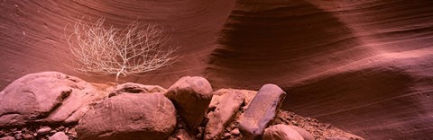 Framed Bare Tree and Rock formations, Antelope Canyon, Arizona Print