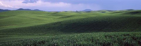 Framed Wheat field on a rolling landscape, near Pullman, Washington State, USA Print