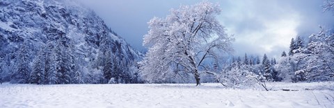 Framed Snow covered oak tree in a valley, Yosemite National Park, California, USA Print