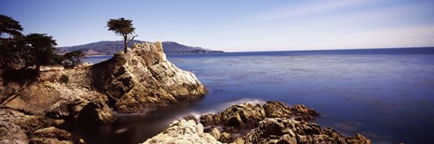 Framed Cypress tree at the coast, The Lone Cypress, 17 mile Drive, Carmel, California Print
