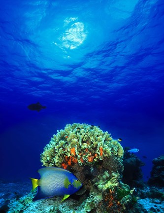 Framed Queen angelfish (Holacanthus ciliaris) and Blue chromis (Chromis cyanea) with Black Durgon in the sea Print