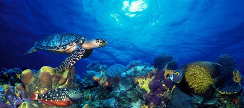 Framed Hawksbill turtle (Eretmochelys Imbricata) and French angelfish (Pomacanthus paru) with Stoplight Parrotfish (Sparisoma viride) Print