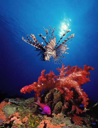 Framed Lionfish (Pteropterus radiata) and Squarespot anthias (Pseudanthias pleurotaenia) with soft corals in the ocean Print