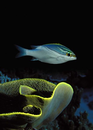 Framed Two-Lined monocle bream (Scolopsis bilineata) and coral in the ocean Print