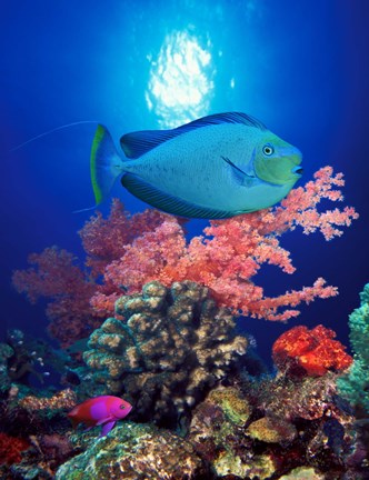 Framed Vlamings unicornfish and Squarespot anthias (Pseudanthias pleurotaenia) with soft corals in the ocean Print