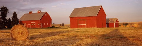 Framed Red barns in a farm, Palouse, Whitman County, Washington State, USA Print