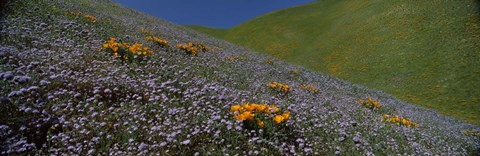 Framed Purple and Orange Wildflowers on a hillside, California Print