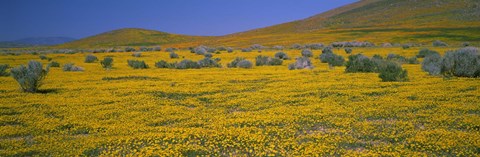 Framed Yellow Wildflowers on a landscape, California Print