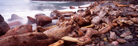 Framed Driftwood on the beach, Oregon Coast, Oregon, USA Print