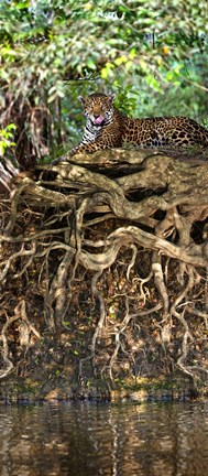 Framed Jaguar resting at the riverside, Three Brothers River, Meeting of the Waters State Park, Pantanal Wetlands, Brazil Print
