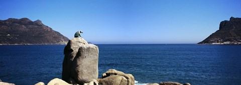 Framed Bronze leopard statue on a boulder, Hout Bay, Cape Town, Western Cape Province, South Africa Print