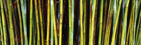 Framed Bamboo trees in a botanical garden, Kanapaha Botanical Gardens, Gainesville, Alachua County, Florida Print