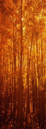 Framed Aspen trees at sunrise in autumn, Colorado (vertical) Print