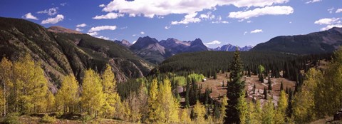 Framed Aspen trees with mountains in the background, Colorado, USA Print