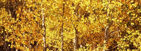 Framed Aspen trees with yellow foliage, Colorado, USA Print