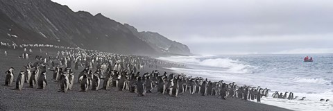Framed Chinstrap penguins marching to the sea, Bailey Head, Deception Island, Antarctica Print