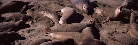 Framed Elephant seals on the beach, San Luis Obispo County, California Print