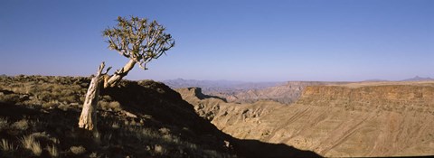 Framed Lone Quiver tree (Aloe dichotoma) in a desert, Ai-Ais Hot Springs, Fish River Canyon, Namibia Print