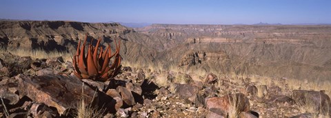 Framed Aloe growing at the edge of a canyon, Fish River Canyon, Namibia Print