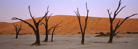 Framed Dead trees in a desert at sunrise, Dead Vlei, Sossusvlei, Namib-Naukluft National Park, Namibia Print