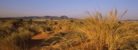 Framed Grass growing in a desert, Namib Rand Nature Reserve, Namib Desert, Namibia Print