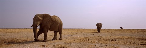 Framed Three African elephants (Loxodonta africana) bulls approaching a waterhole, Etosha National Park, Kunene Region, Namibia Print