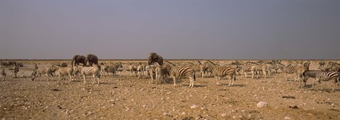 Framed Herd of Burchell&#39;s zebras (Equus quagga burchelli) with elephants in a field, Etosha National Park, Kunene Region, Namibia Print